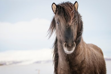 brown icelandic horse in the snow, iceland