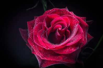 beautiful red rose with drops of dew, on black background.