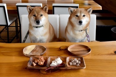 shiba inu wait for meal