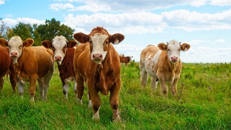 an audience of cattle