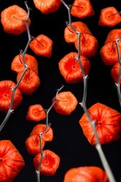 vibrant red/orange decorative abstracted japanese lantern branch (botanical: physalis alkekengi) shot against a black background. 