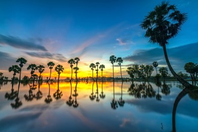 colorful sunrise with tall palm trees rising up in the dramatic sky beautiful clouds and silhouette reflect on the surface water in rural mekong delta