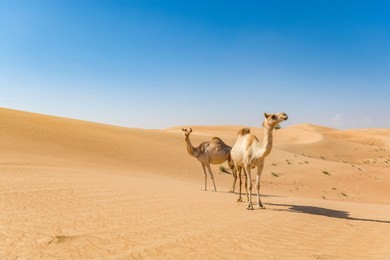 camels in a desert