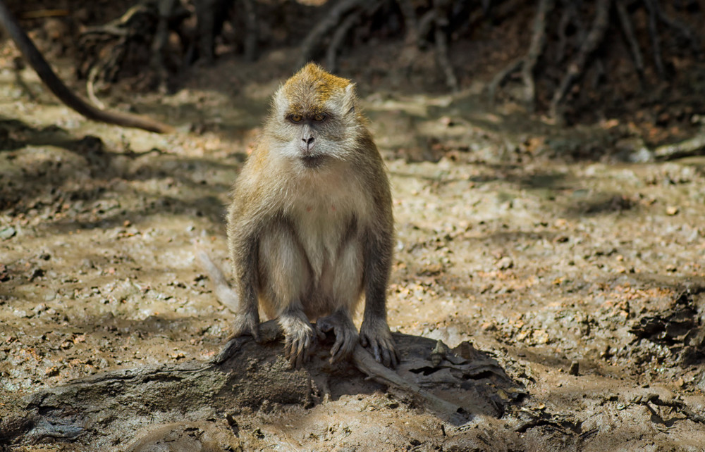 a monkey looking at us, kilim geoforest park, mangrove tour, langkawi, malaysia.