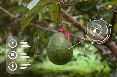 innovation technology for smart farm system, agriculture management, avocado tree, future food