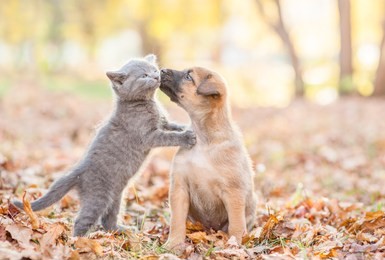 mongrel puppy kisses a kitten on autumn leaves