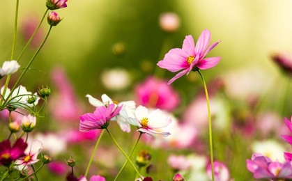 a pleasent fusion of pink and white flowers with green leaves
