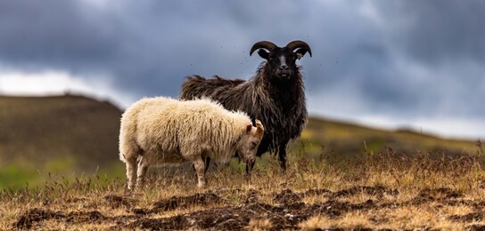 sheep in iceland 