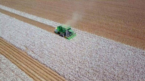 aerial image of a six row baler cotton picker working in a field.