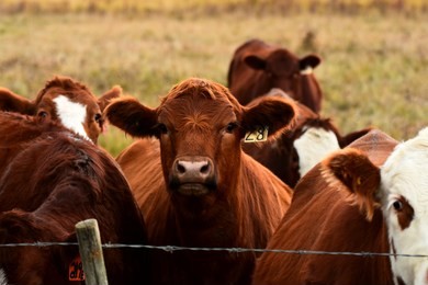 a close up image of red and white faced beef cattle.