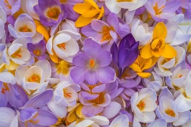 studio shot of multicolored crocus flowers background. macro. close-up.