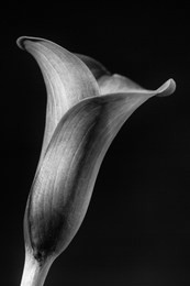 beautiful black and white calla lily / arum lily (botanical: zantedeschia aethiopica) shot against black background.