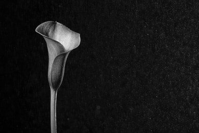 beautiful wet black and white calla lily / arum lily in rain (botanical: zantedeschia aethiopica) shot against black background.