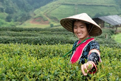 asia women were picking tea leaves at a tea plantation,background nature farmers are collecting tea leaves.