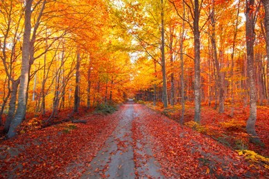 autumn forest scenery with road of fall leaves & warm light illumining the gold foliage. footpath in scene autumn forest nature. vivid october day in colorful forest. uludag, bursa, turkey. 