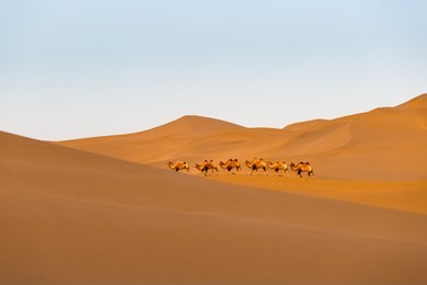 camels in the desert, clipping path included, desert landscape at dusk