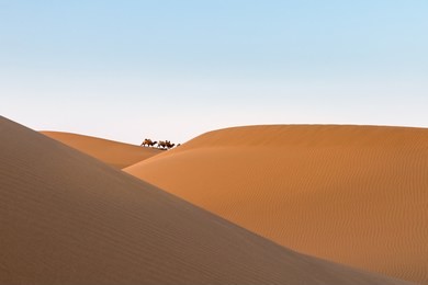 desert landscape at dusk, far away camels and beautiful sand dunes