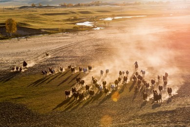 bashang of inner mongolia horse farm horses