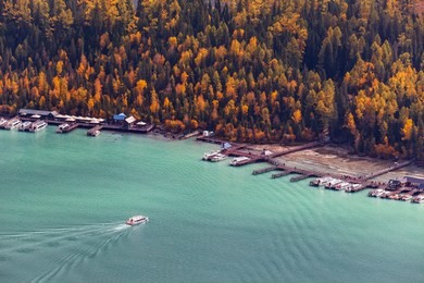 autumn scenery of the kanas virgin forest in xinjiang, china