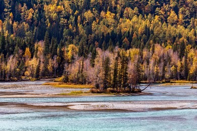 autumn scenery of the kanas virgin forest in xinjiang, china