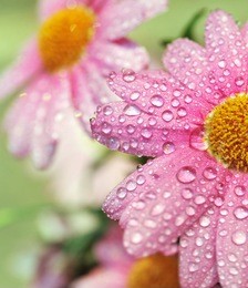 beautiful flowers after the rain
