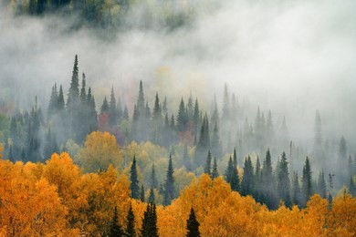 autumn. fog in the forest.