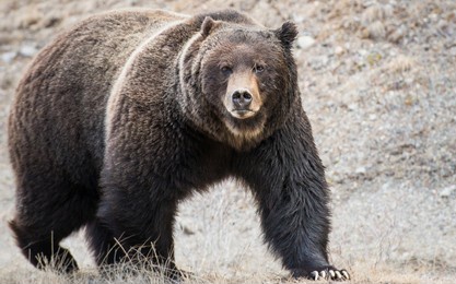 grizzly bear in the wild