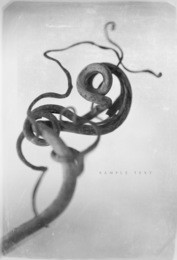 grunge background with dry plant