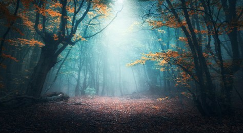 beautiful mystical forest in blue fog in autumn. colorful landscape with enchanted trees with orange and red leaves. scenery with path in dreamy foggy forest. fall colors in october. nature background