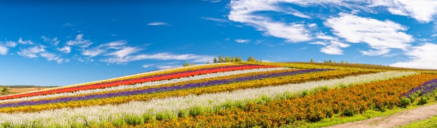 panoramic colorful flower field in shikisai-no-oka, biei, hokkaido, japan. vivid flower streak pattern attracts visitors. it is a very popular spot that can not be removed if sightseeing in hokkaido.