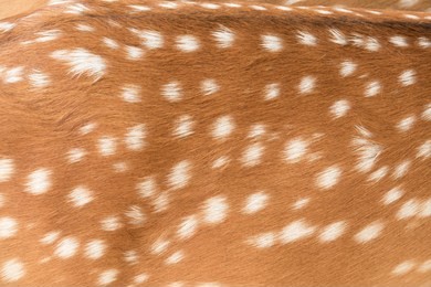 deer skin pattern white spot in picture.