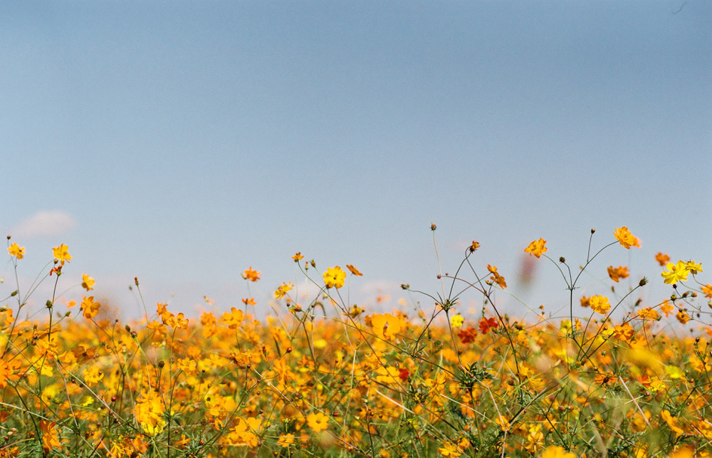 common cosmos korea