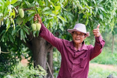 asian farmer picking raw mango in organic farm