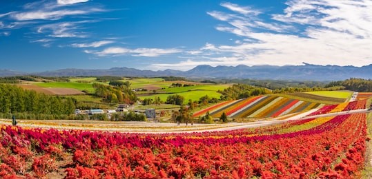 panoramic colorful flower field in shikisai-no-oka, biei, hokkaido, japan. vivid flower streak pattern attracts visitors. it is a very popular spot that can not be removed if sightseeing in hokkaido.