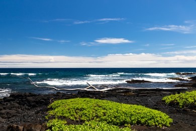 black sand beach (punaluu) on the big island of hawaii; black volcanic rock and with native vegetation (naupaka) in the foreground, blue ocean and waves in background. 
