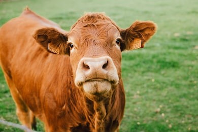 limousin cow looking at the camera in a field