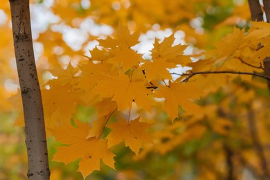maple leaves yellowed in the park, autumn