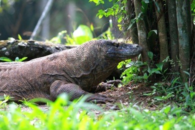 komodo / comodo / giant lizard / comodo dragon