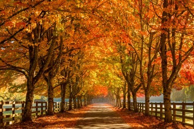 stunning road lined with colorful fall trees! vibrant red, yellow, and orange autumn leaves.