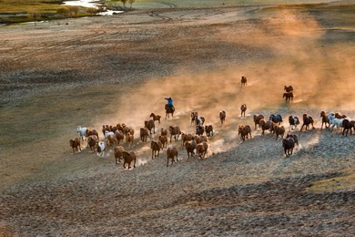 bashang of inner mongolia horse farm horses