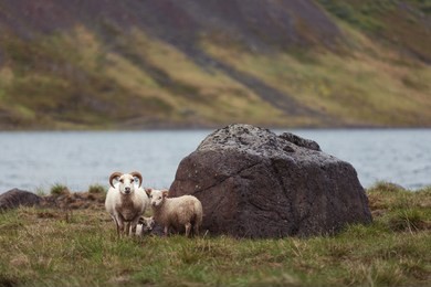 the icelandic sheep  is a breed of domestic sheep.