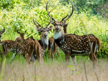 spotted deer spotted in chitwan national park, nepal