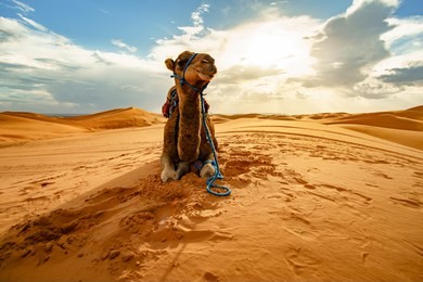 dromedary camel sahara desert merzouga morocco