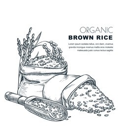 rice label design template. sketch vector illustration of cereal ears, wooden spoon and sack. organic rice package background.