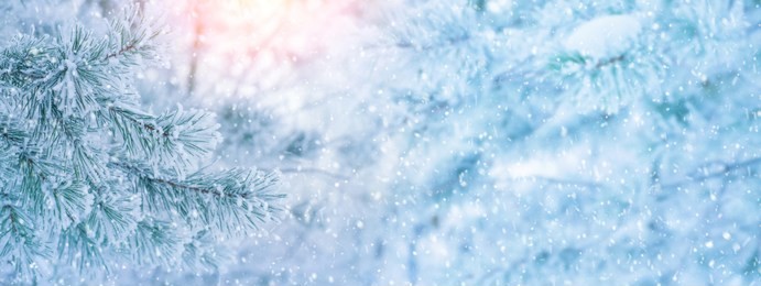 winter bright background with  pine branch in  frost. snow-covered pine branches.