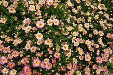 incredible outdoor picture of a flowery garden full of multicolored vivid daisies, close up wind flower, delicate buds growth and bloom sunlight of spring season adorable natural copy space 