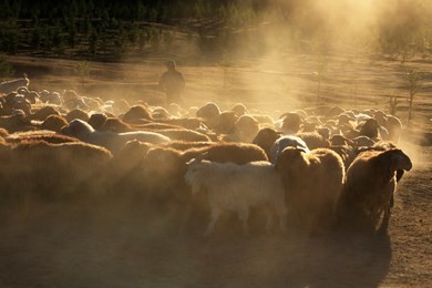 hemu village in kanas nature reserve, herdsman in grazing,xinjiang, china.
