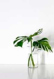 monstera tropical palm leaves in a glass vase standing on white table, front view, space for a text