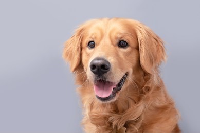 close up of a beautiful golden retriever