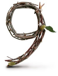 photograph of natural twig and stick number 9